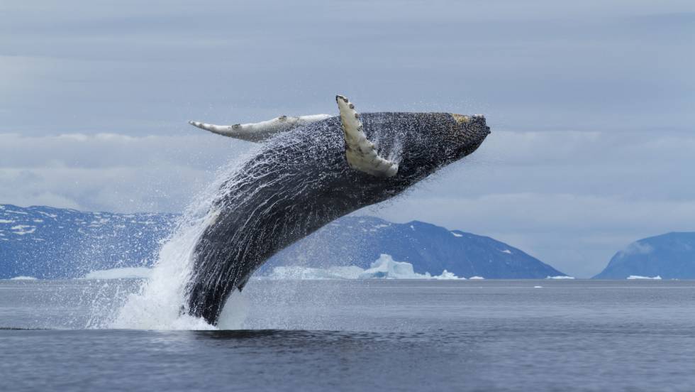 Día Mundial de las Ballenas: la urgencia de la protección de la biodiversidad marina
