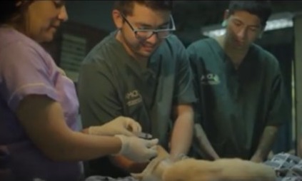 Carrera de Técnico en Veterinaria ofrece atención de salud para animales de compañía