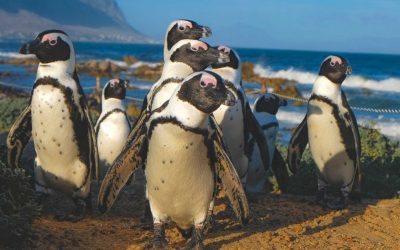Estudiante Idma publica primer estudio a nivel mundial sobre pingüinos de Humboldt ciegos varados en costas chilenas